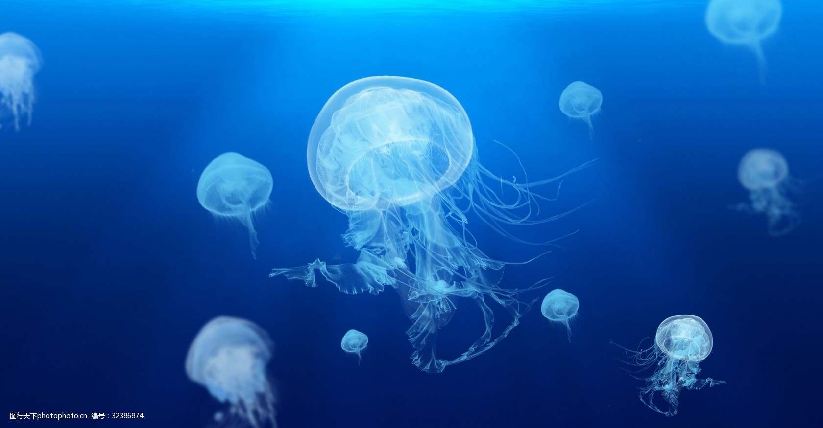 唯美风 海底 生物 高清 水母 梦幻 大群水母 大海 海报 海洋 蓝色