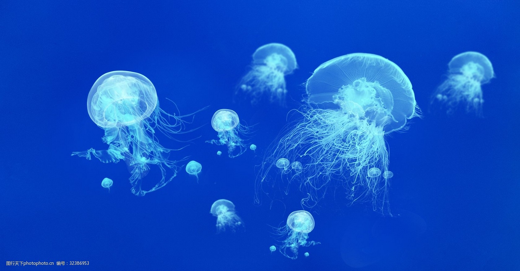 唯美风 海底 生物 高清 水母 梦幻 大群水母 大海 海报 海洋 蓝色
