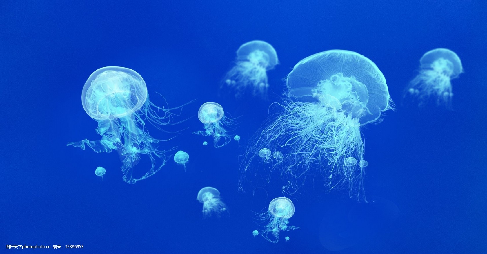 唯美风海底生物高清水母海报