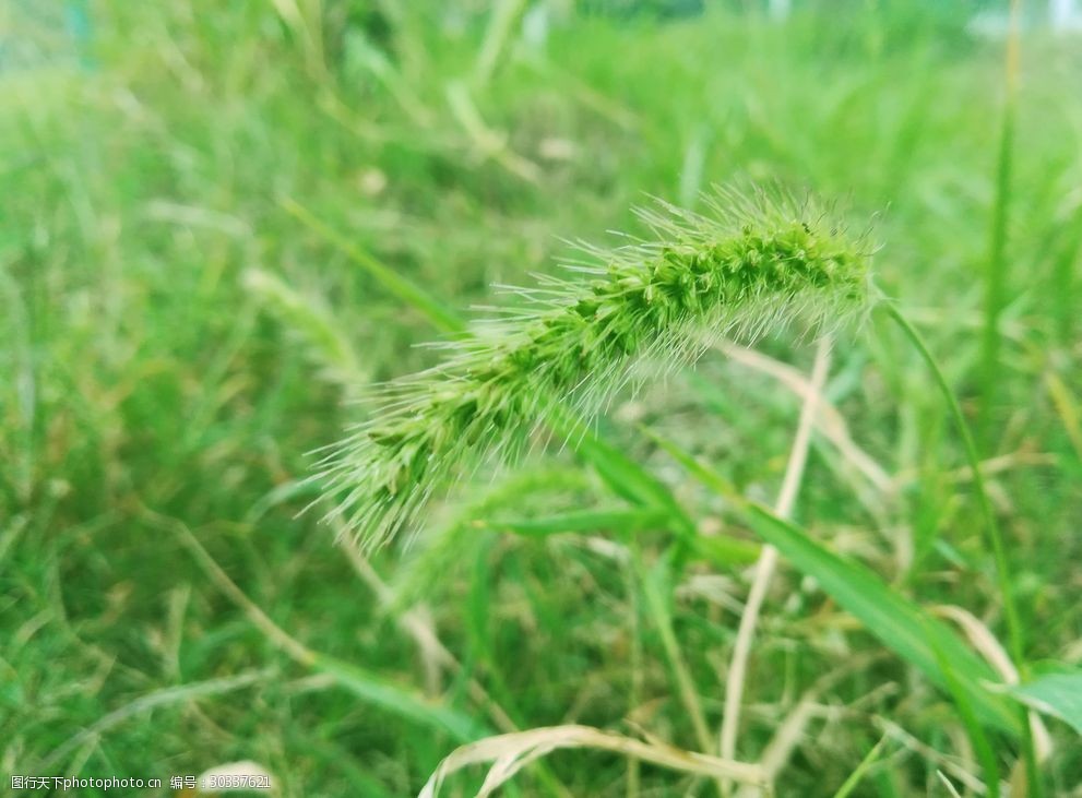 关键词:狗尾草 绿草地 狗尾草 小草背景 绿油油背景 路边草地 照片