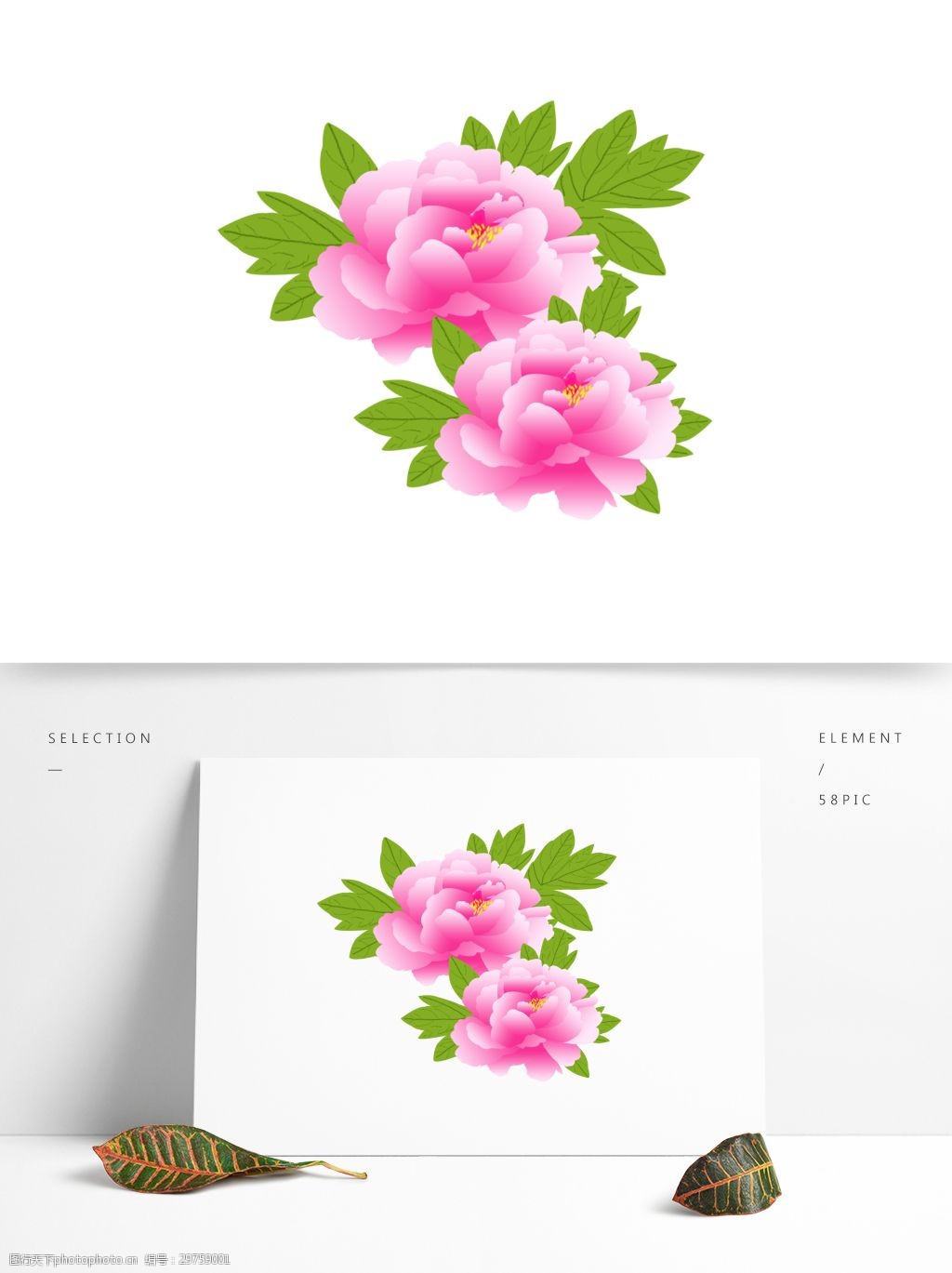 牡丹花 粉色牡丹 清新 牡丹花素材 手绘牡丹 牡丹 牡丹叶