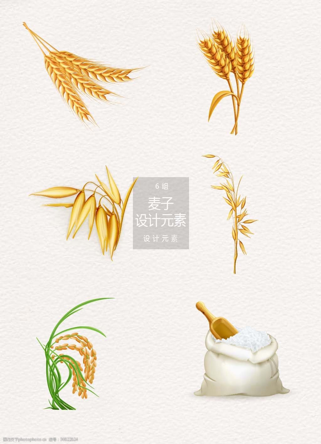 关键词:金色麦子麦穗设计元素 设计元素 麦子 麦穗 谷物 大米 金色