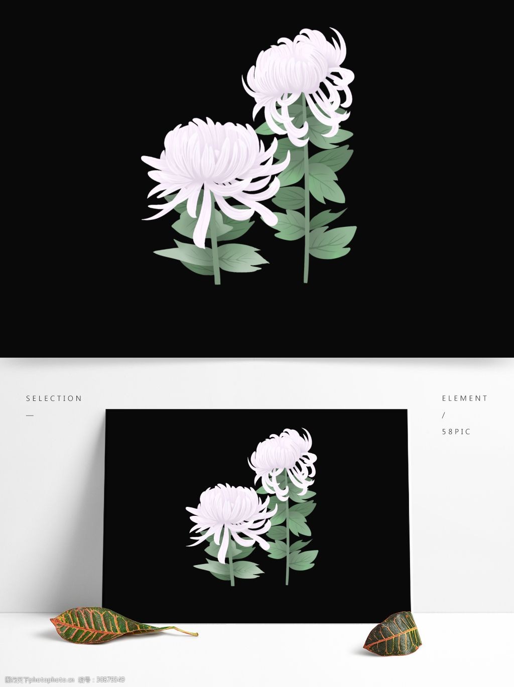 手绘花鲜花原创素材菊花秋菊