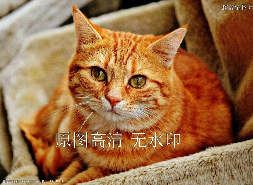 动物橘猫可爱猫咪萌猫