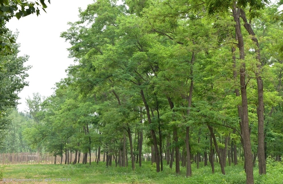 树林高清图片自然风景槐树