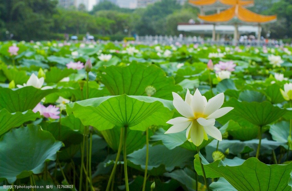 荷花荷花池池塘洪湖公园