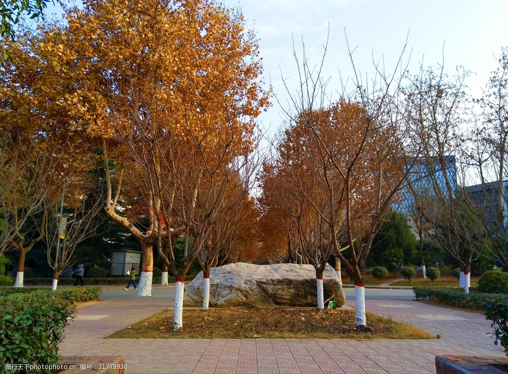 美丽的公园风景 校园 树木 道路 天空 美景 夕阳 公园 多娇江山 摄影