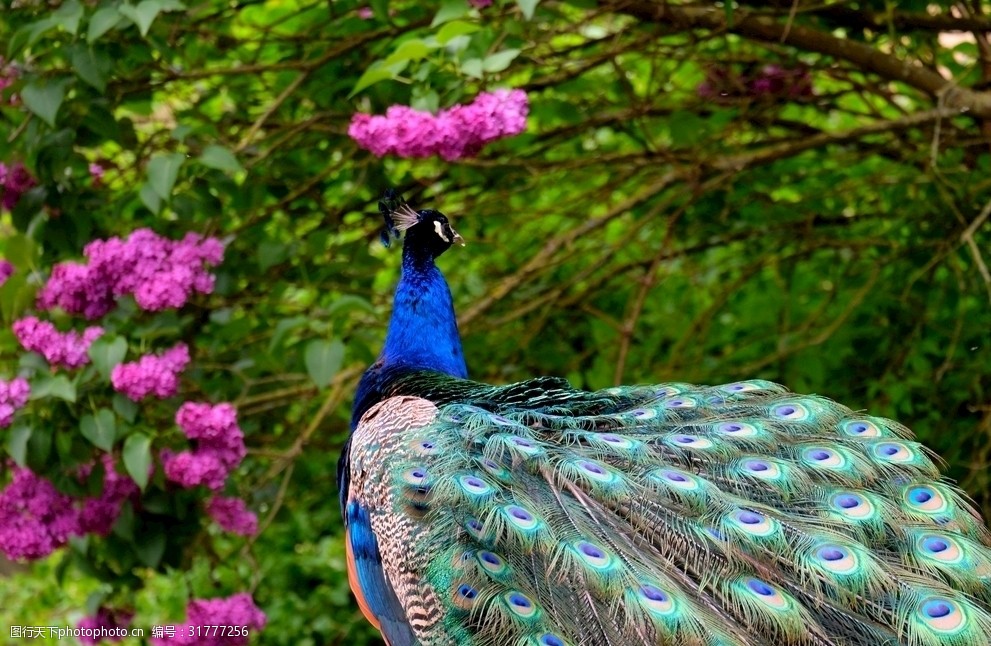 多彩多姿的孔雀美丽鸟羽毛
