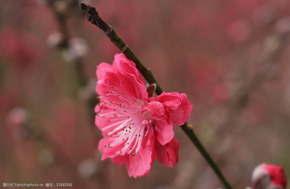 桃花红花风景美