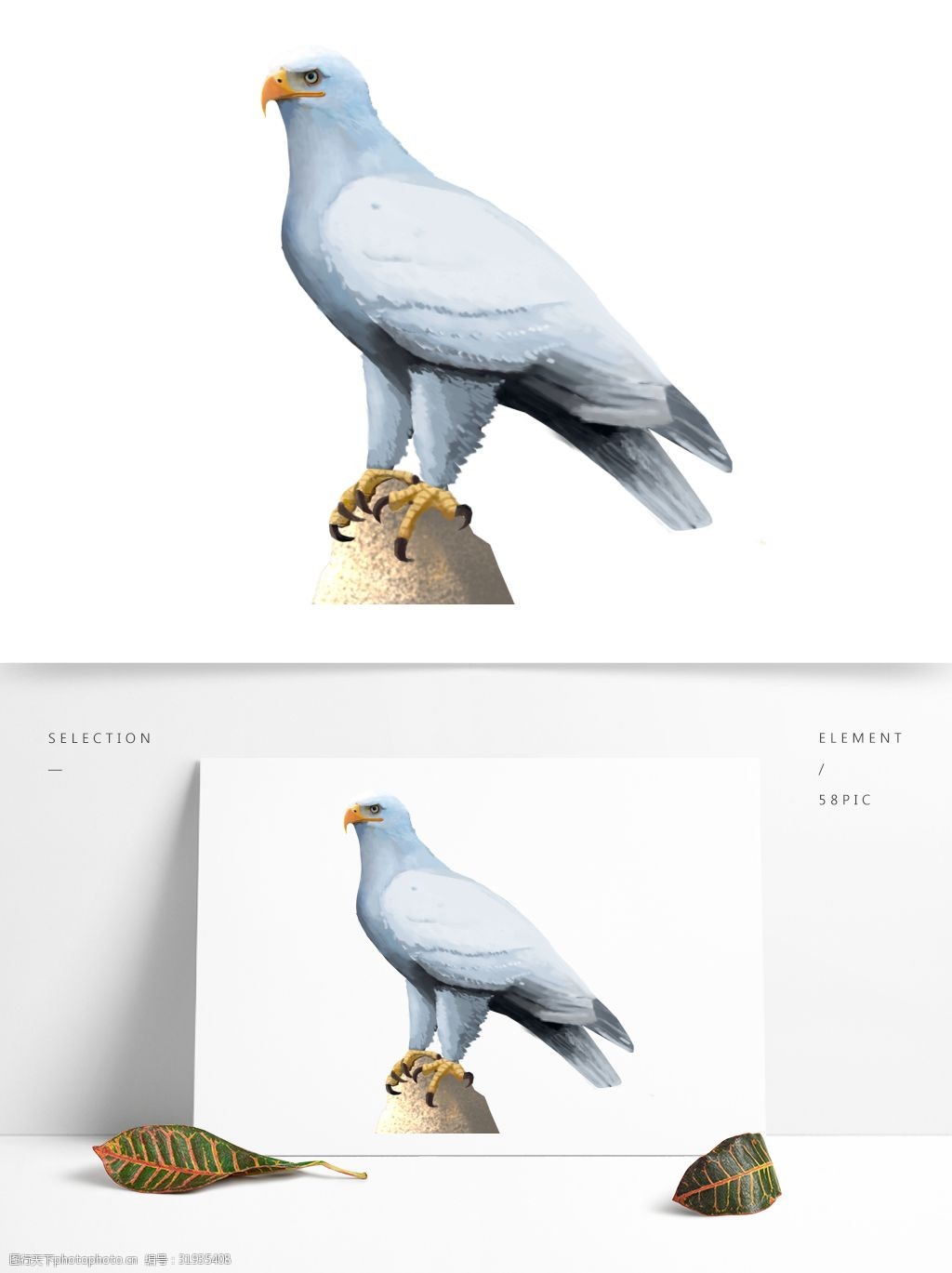 关键词:可商用高清动物合集白鹰 鹰 动物 白色 可商用 高清