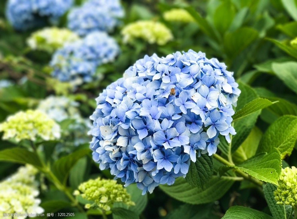 绣球特写天蓝色花卉