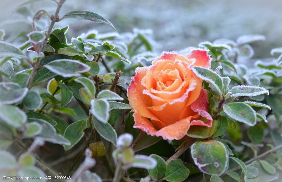 雪地里的玫瑰花