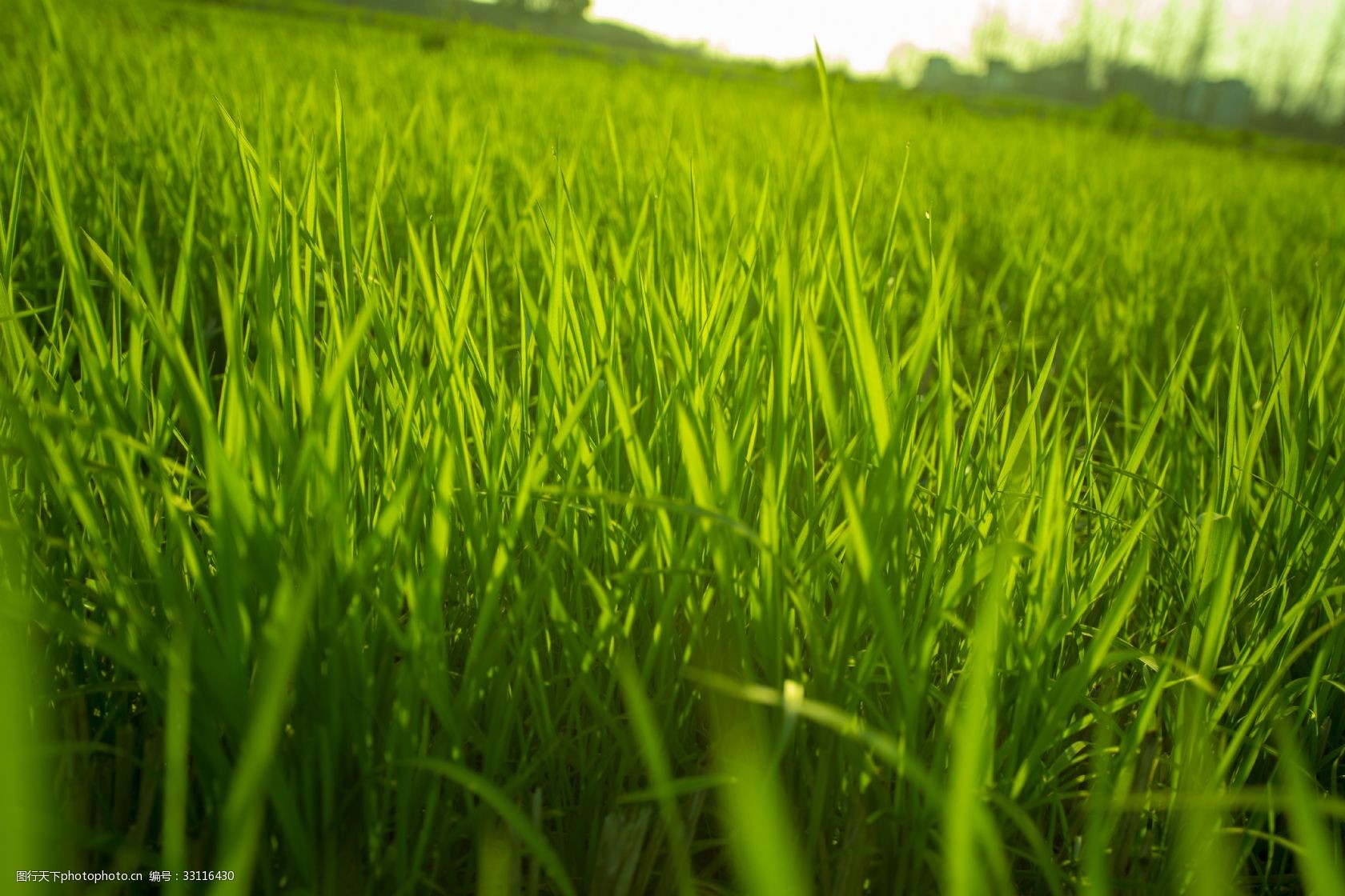 春天来临之小草全景2