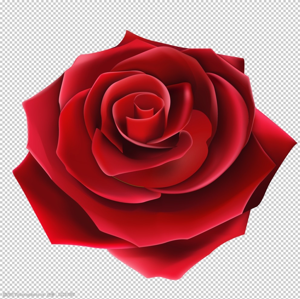 玫瑰花透明底 png透明底 透明底免抠图 png图片 设计 其他 图片素材