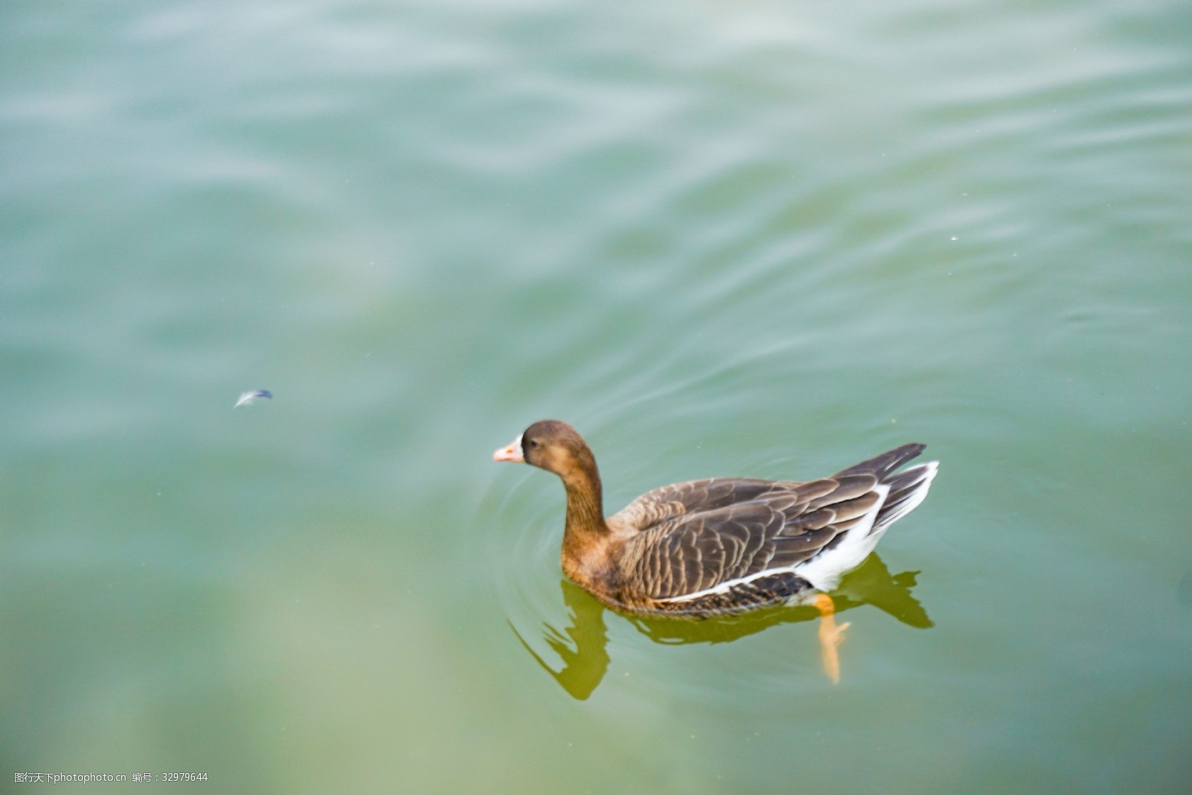 春天池塘里面欢快游泳的鸭子