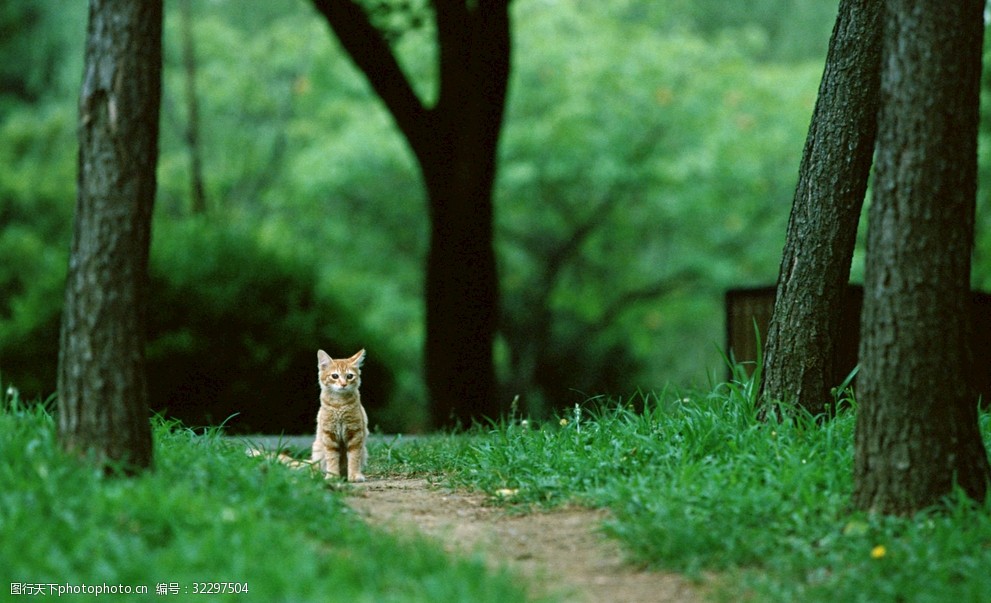 森林里的小猫