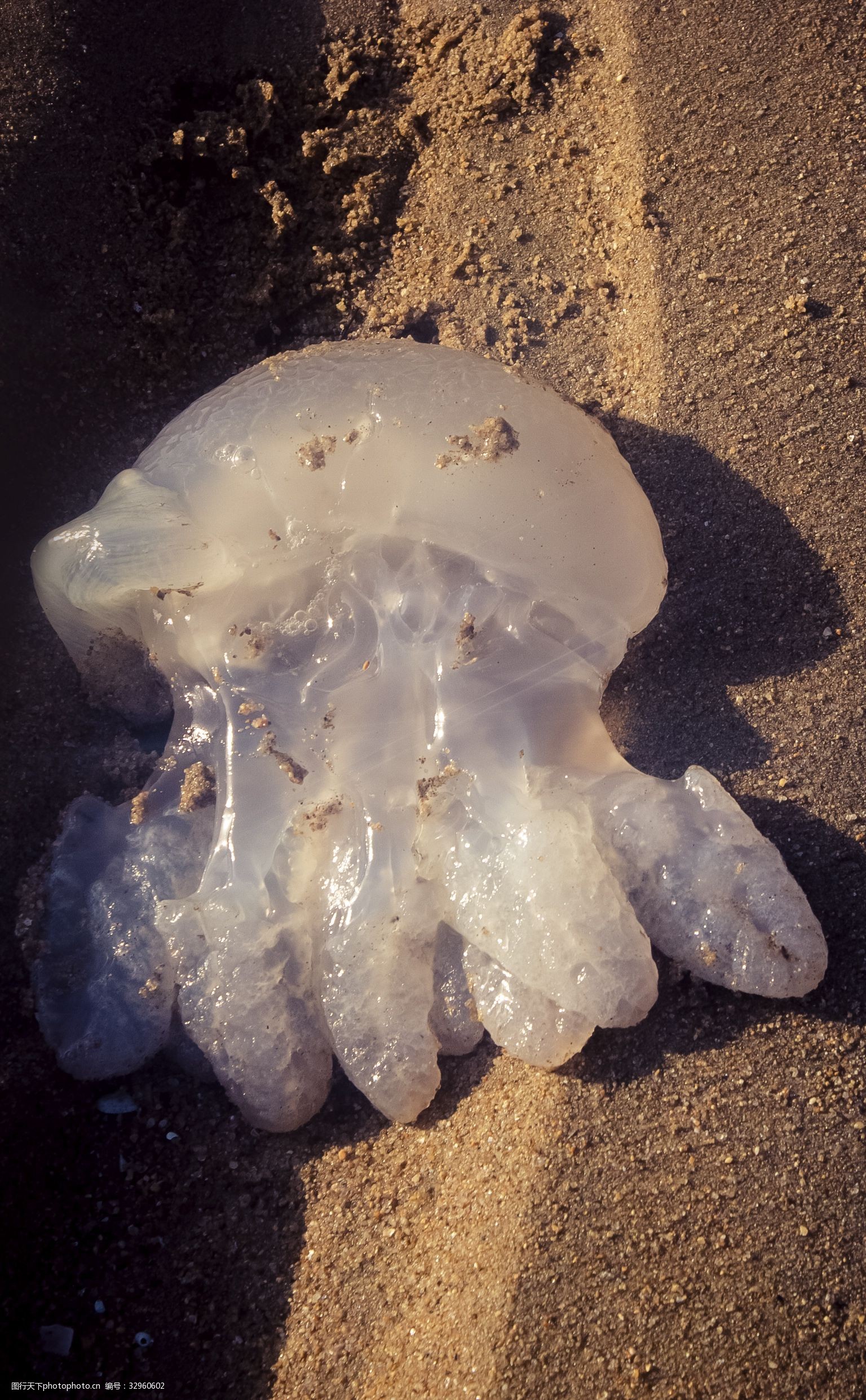 关键词:干涸的海床上留下的水母 干涸 海床 水母 透明 白色 动物 晶莹
