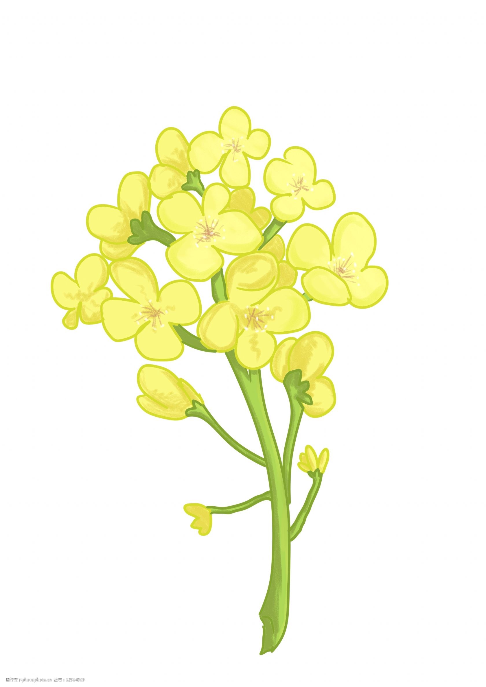 关键词:黄色油菜花的插画 黄色的油菜花 卡通插画 油菜花插画 植物