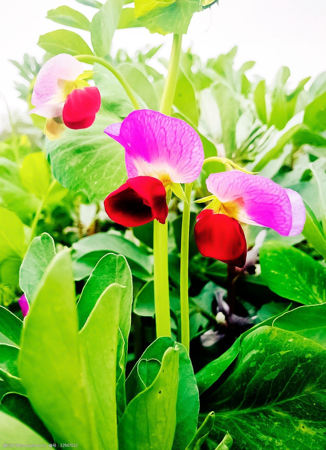 清新的绿色植物和花朵