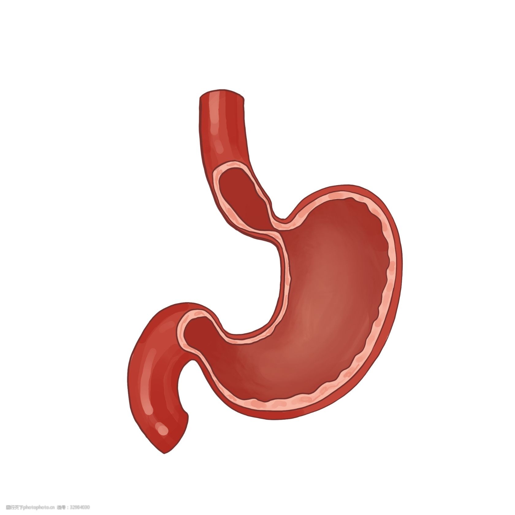 人体器官胃脏插画