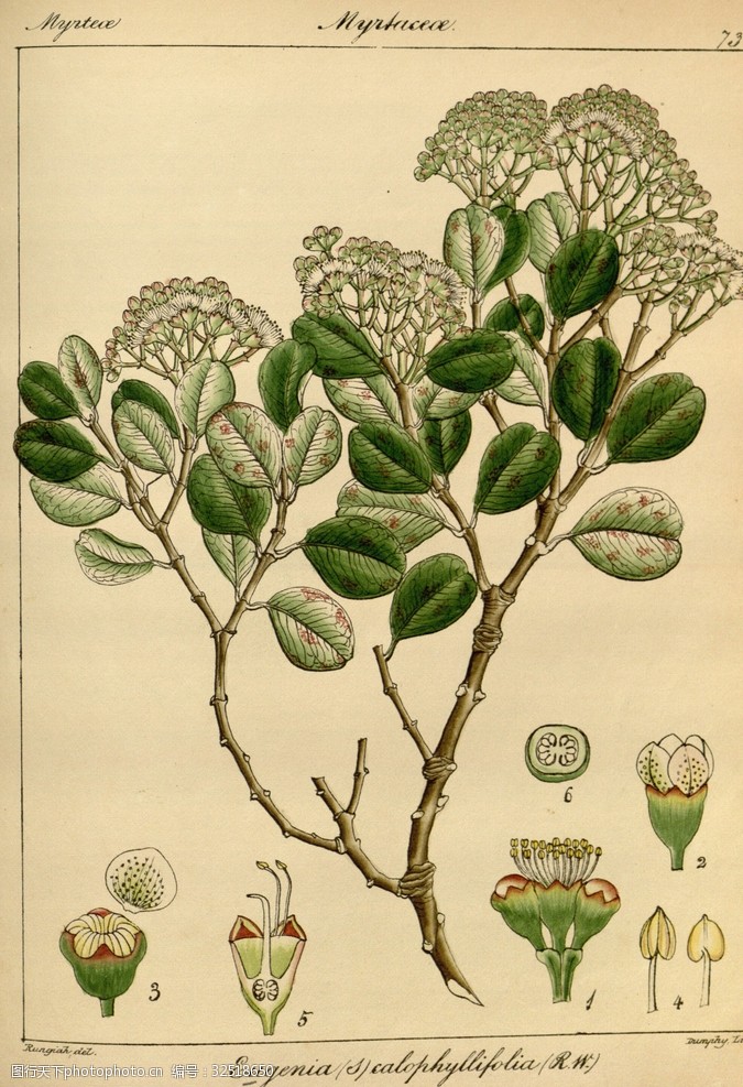 欧式美式手绘自然植物本草插画