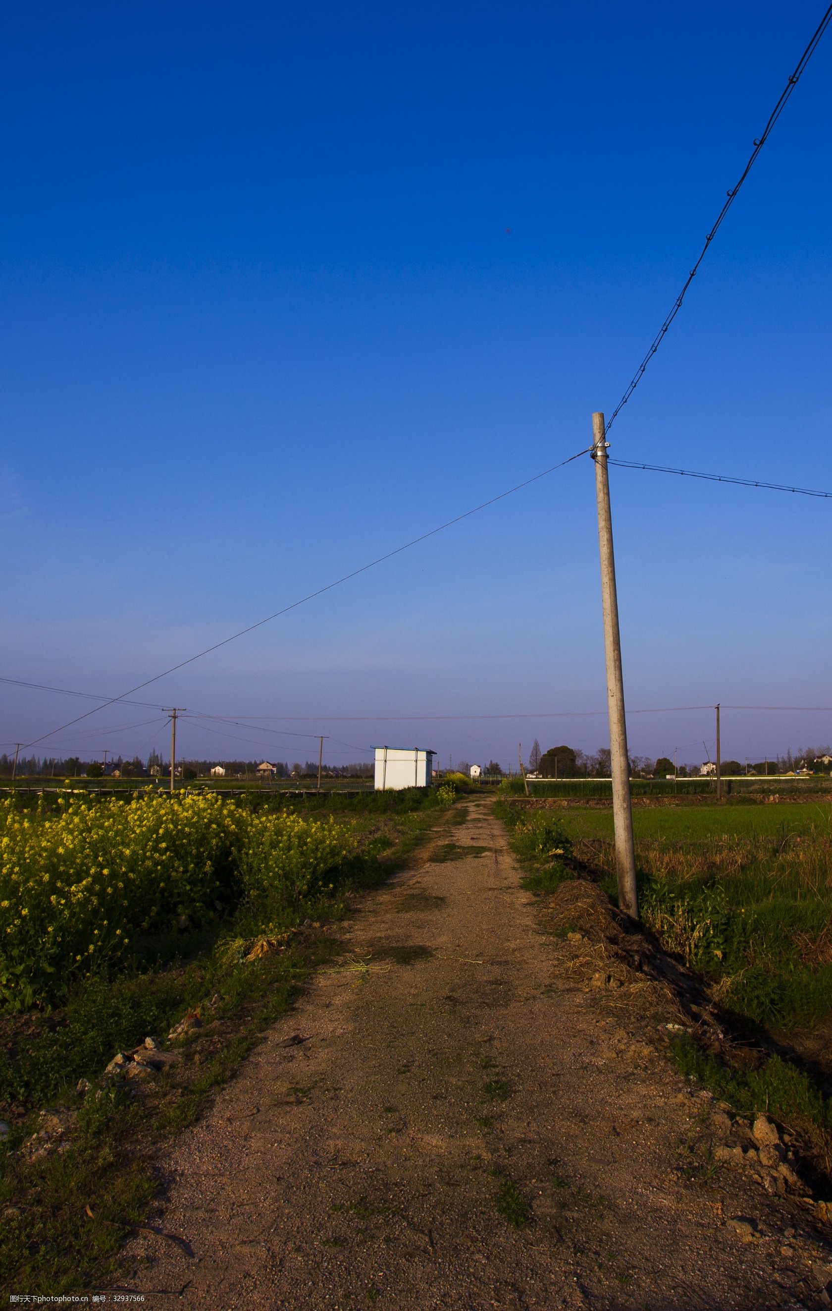 乡间小路商用摄影 乡间 小路 商用 摄影 天空 夕阳 植物 电线杆