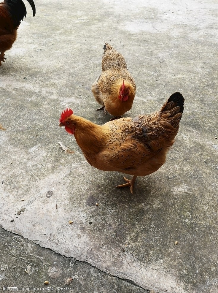 哈姆西克谈退役后日子：我爱上了养鸡考虑在家里开个动物园