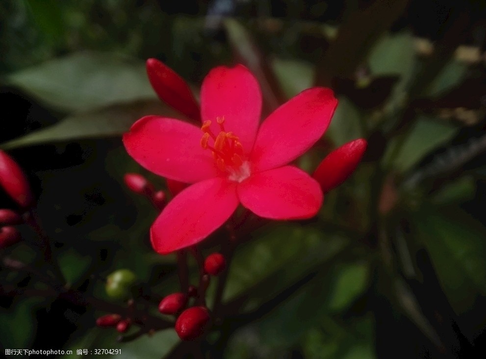 红花 小花 花朵 花卉 树 绿叶 叶 植物 花 摄影 生物世界 花草 72dpi