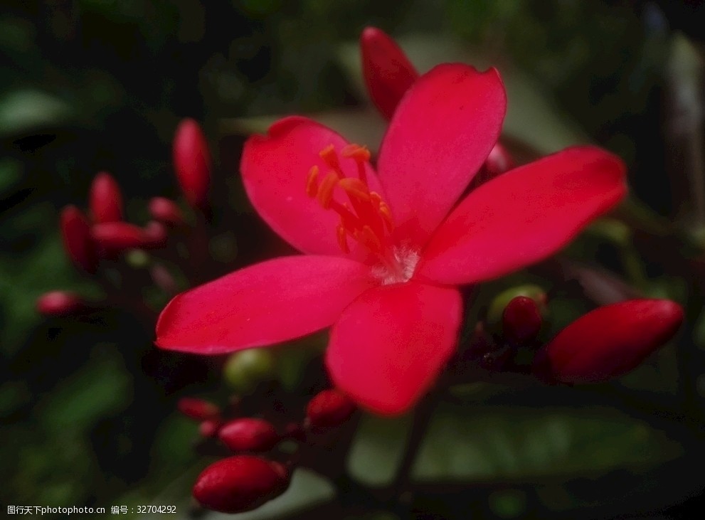 变叶珊瑚花