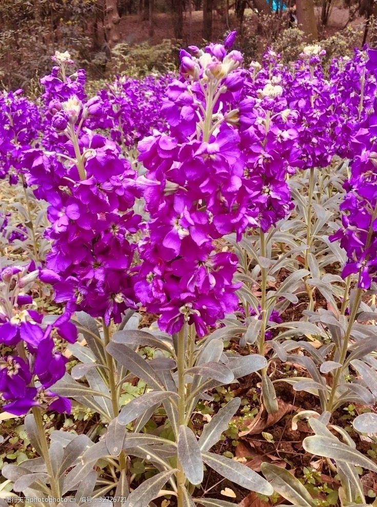 紫色花植物