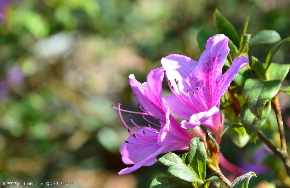 杜鹃花映山红鲜花春天