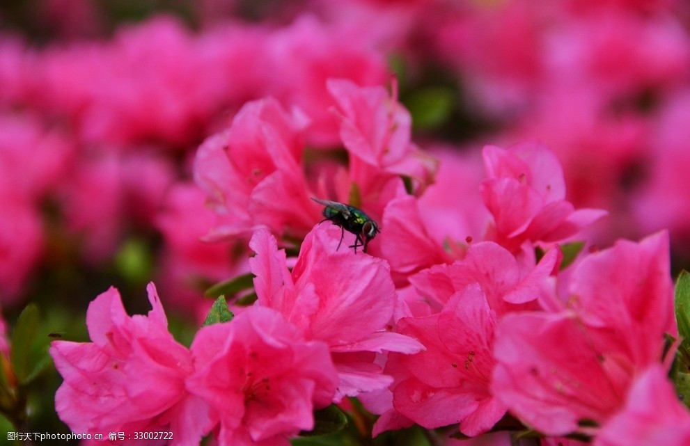 茶花索玛花花