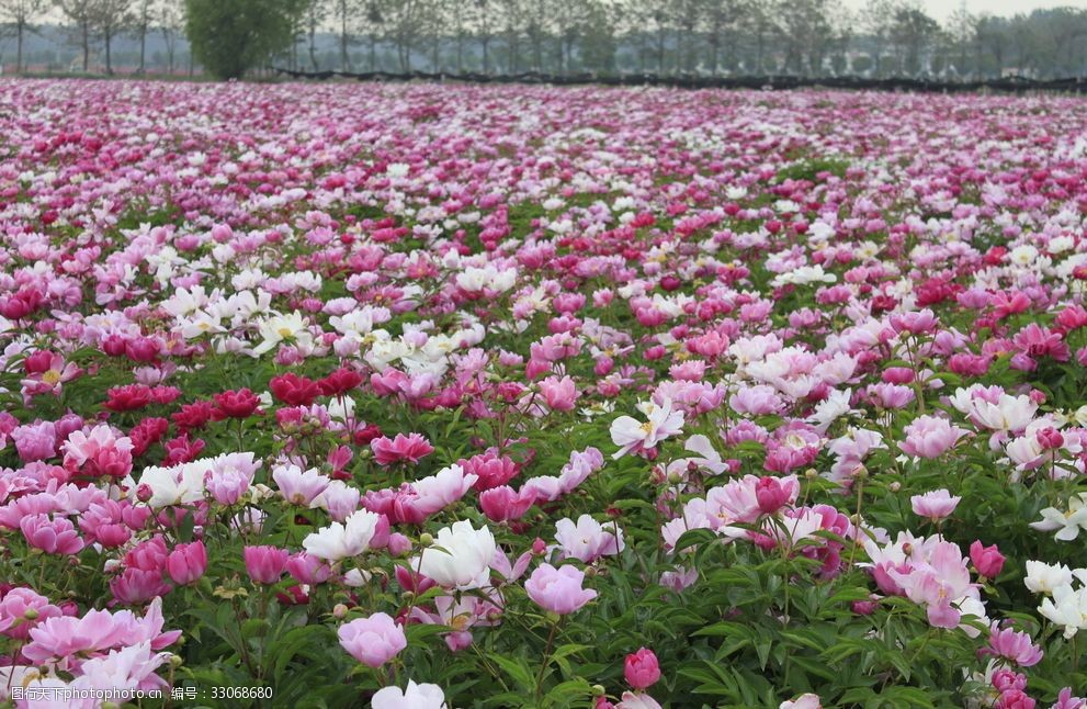 关键词:芍花 芍药花 芍药花海 亳州 花海 摄影 自然景观 自然风景 72