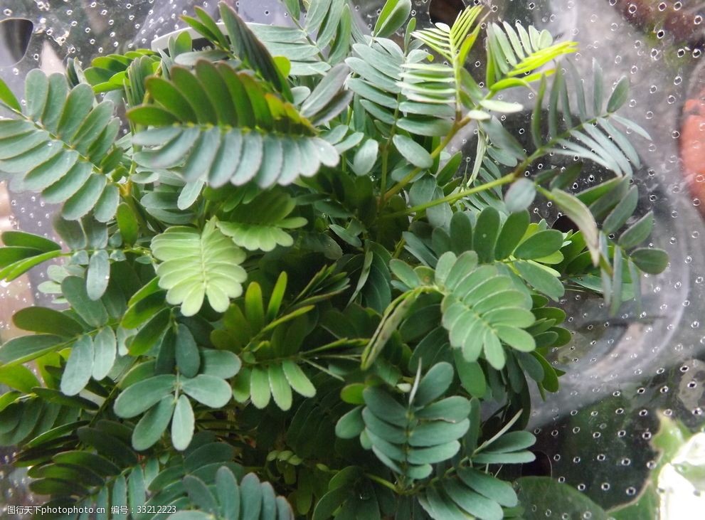 设计图库 生物世界 花草  关键词:含羞草植物盆栽 鲜花 花束 花篮