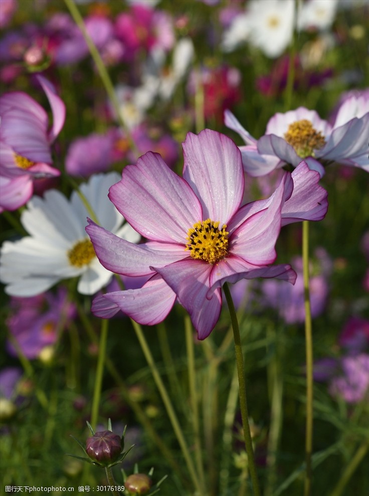 淮安柳树湾格桑花图片-图行天下图库