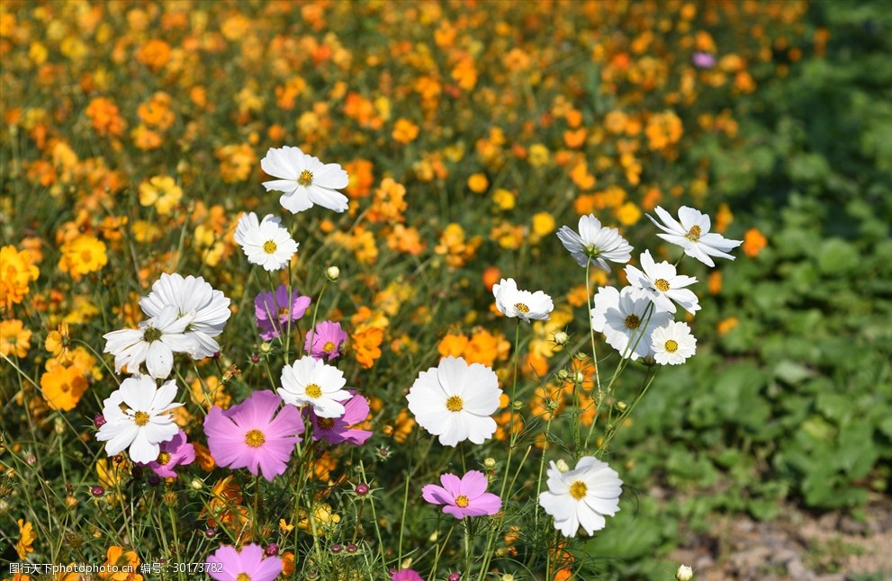 淮安柳树湾格桑花图片-图行天下图库