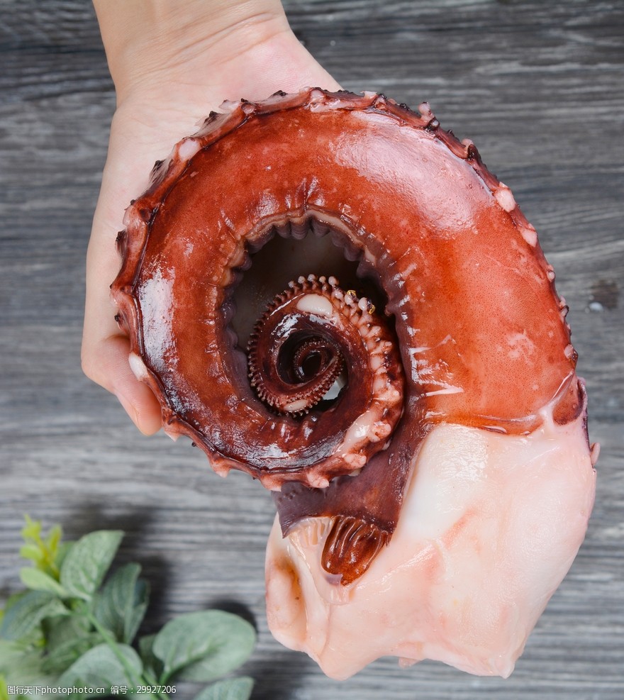 大章鱼足即食海鲜刺身新鲜大鱿鱼