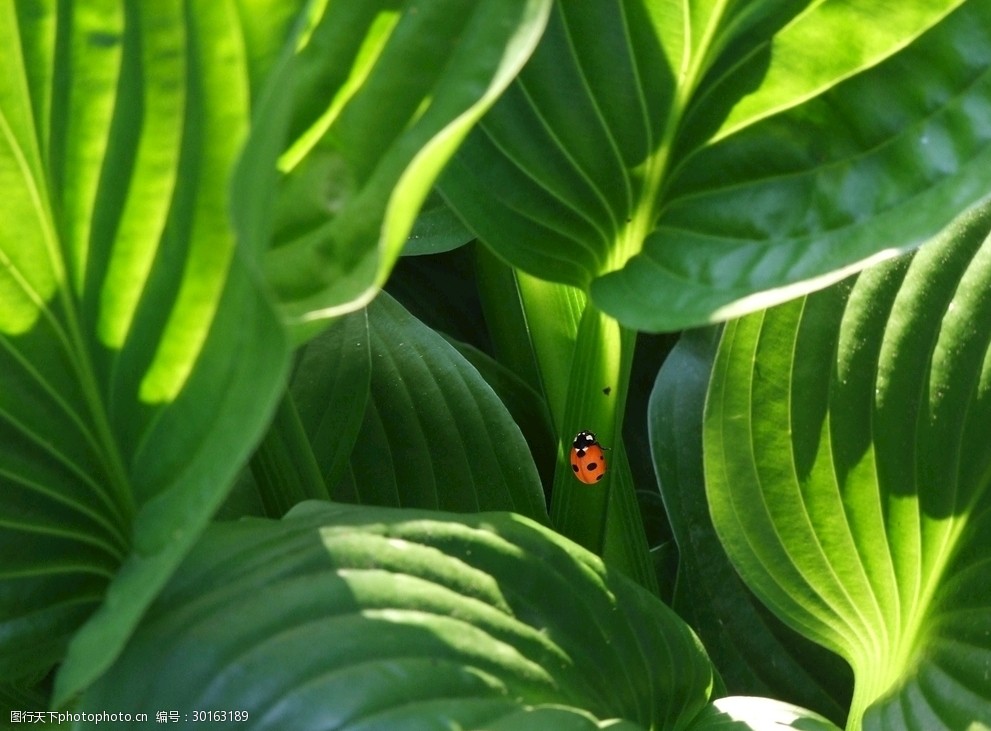 唯美绿色绿草春天叶子