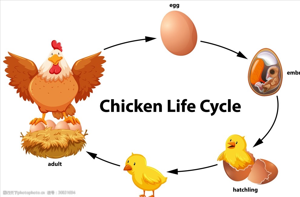 卡通小鸡孵化过程
