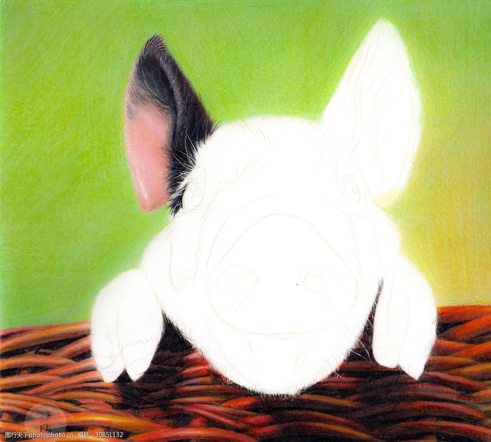 彩铅写实绘画-小花猪