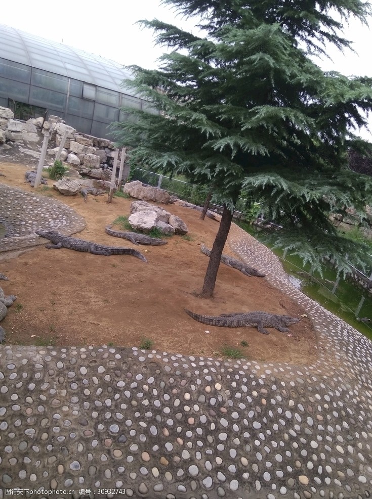 石家莊動物園鱷魚池