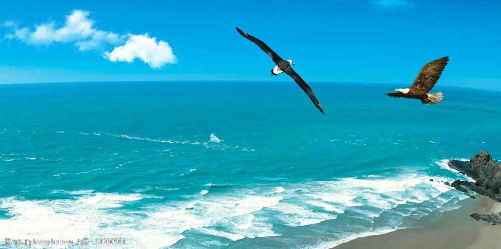 雄鹰在大海上飞翔图片图片