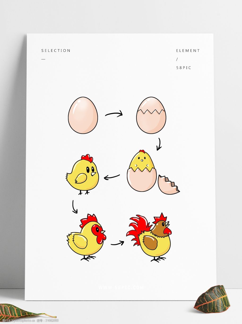 动物 黄色 成长 可爱 卡通 小鸡 小黄鸡 生长过程 蛋壳 破蛋 大公鸡