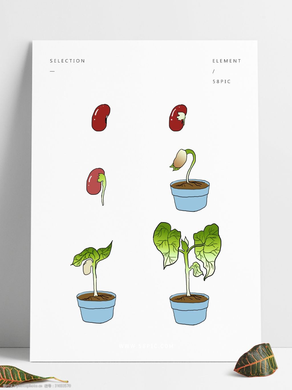 红豆生长过程顺序图片-图库-五毛网
