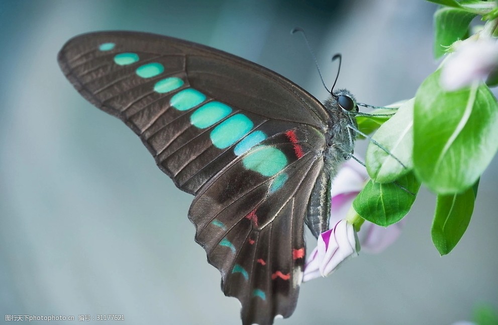 蝴蝶-虚焦下青带凤蝶