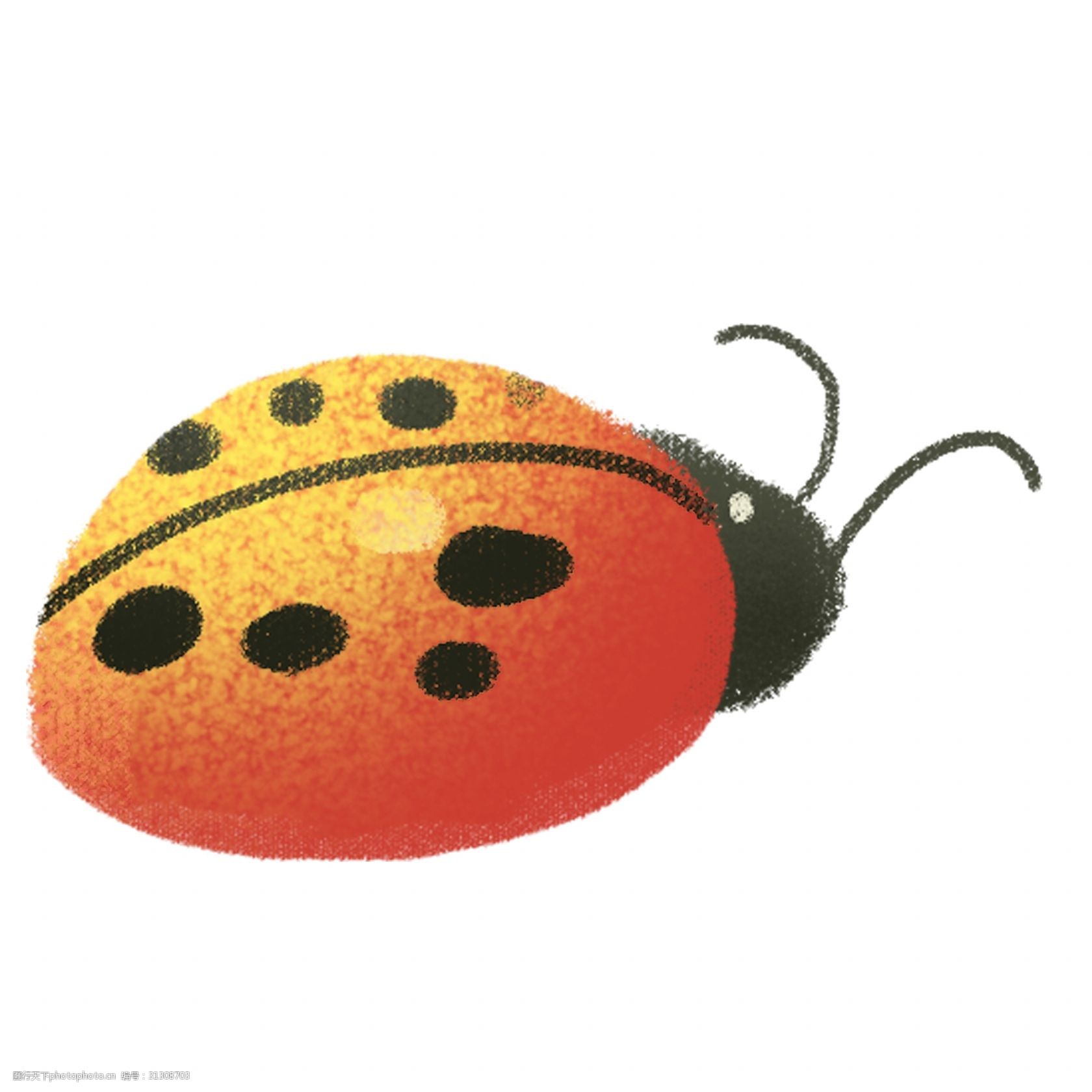 绿色植物 动物 摄影 生物世界 昆虫 瓢虫 矢量七星瓢虫 虫子 卡通瓢虫