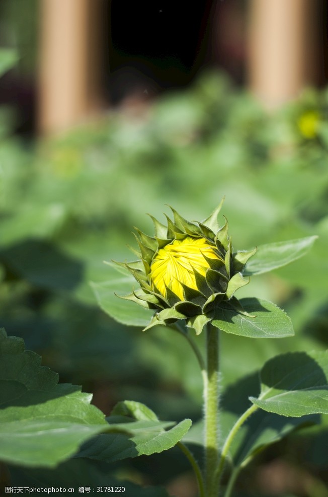 太阳花瓜子瓜子花瓜子植物图片 图行天下素材网