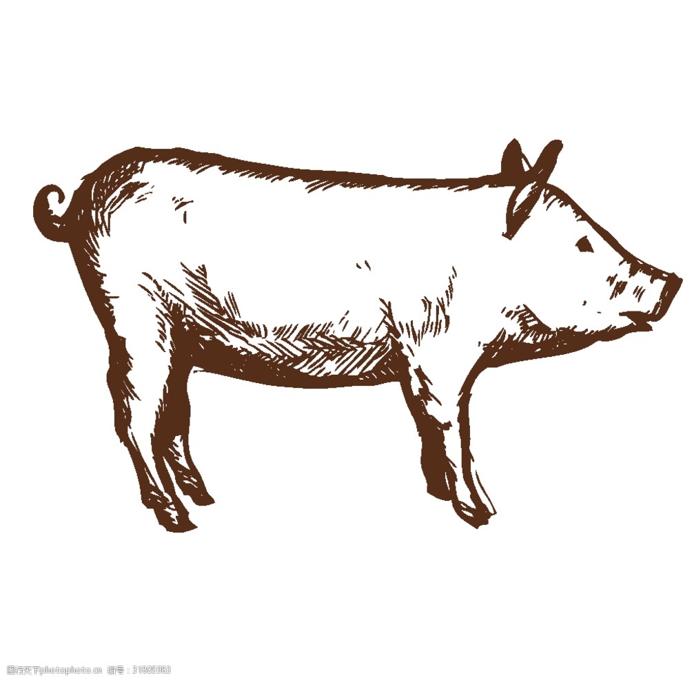 矢量卡通猪
