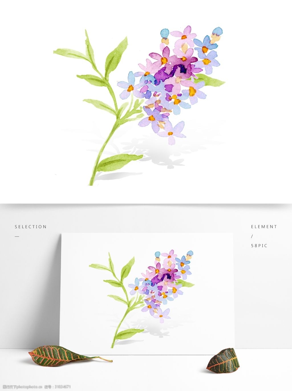 小清新水彩手绘绣球花草一支