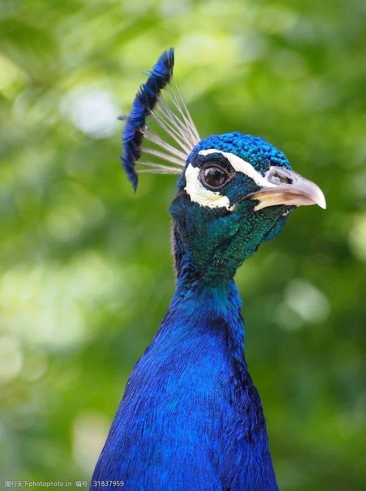 大自然孔雀之美4k超清壁纸欣赏